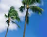 Photo of Palm Tree
