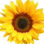 thriving icon: sunflower